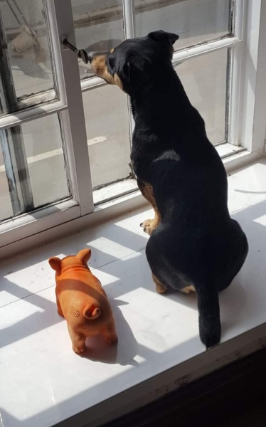 Does anyone's dog look through window 