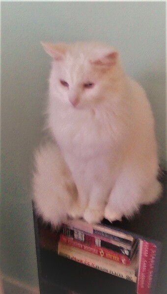 Cats used to be worshiped as Gods...
