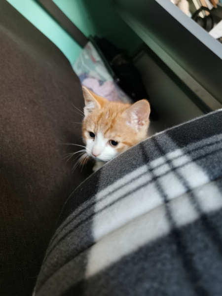 New kitten. Pics! 