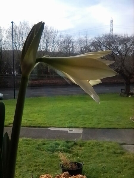 Who'd like an Amaryllis (Hippeastrum) thread?