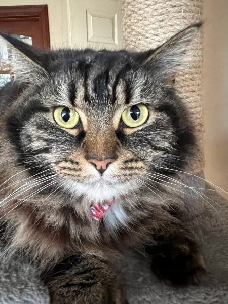 Cats used to be worshiped as Gods...