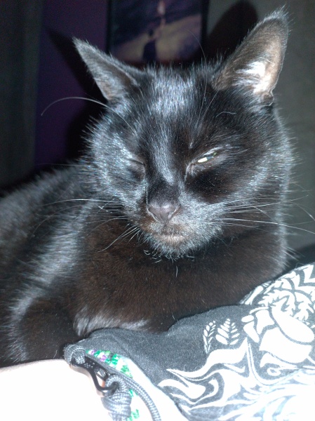 Hundreds of cats, thousands of cats, millions and billions and trillions of cats
