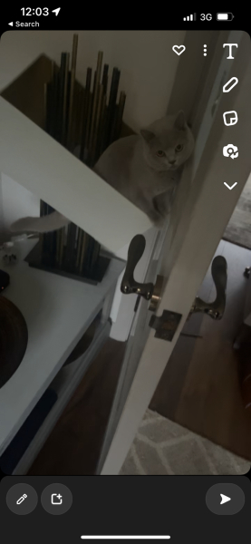 My cat is a MASSIVE WANKER
