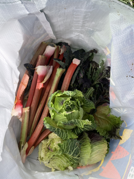 The Vegetable Patch Mark 2