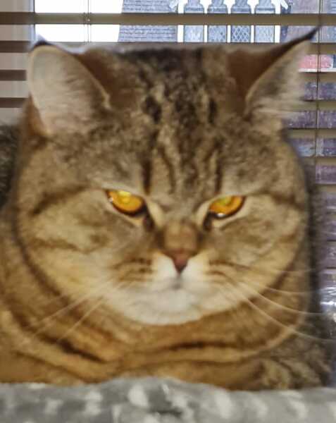 Thug cat part 5 - For he will not do destruction, if he is well-fed, neither will he spit without provocation.