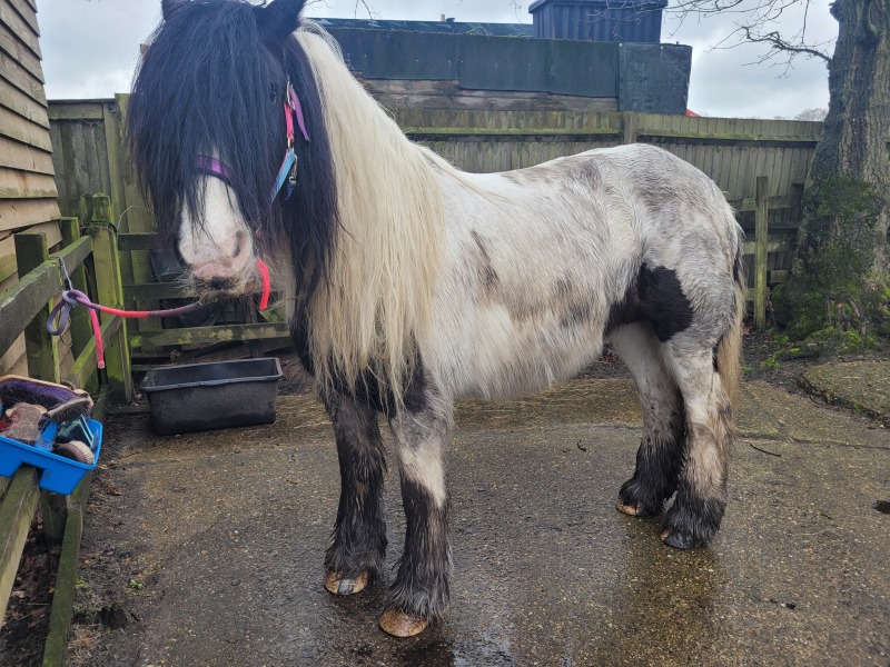 I bought a pony!!!
