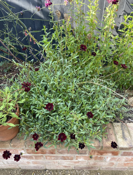 Chocolate Cosmos