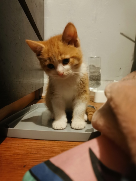 New kitten. Pics! 