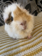A genuine Guinea pig thread!!! 