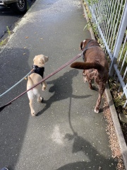 Tell me everything I need to know about Labradors please!