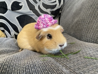 A genuine Guinea pig thread!!! 