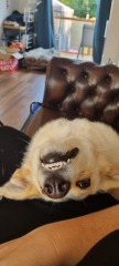 I think my dog is dying 