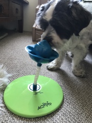 How long should I walk my dog?