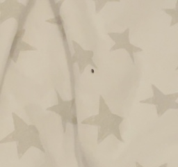 BED BUG OR FLEE?