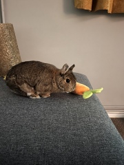 House rabbits