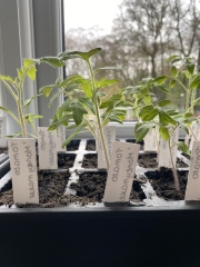 Quick q about planting on toms and mange tout