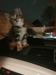 Help name my new kitten