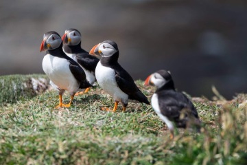 A question about Corvids