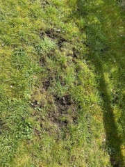 WTF happened to my lawn??? (With photos)
