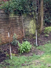 Plant id and some vinca advice please
