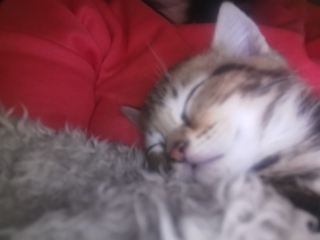 Help name my new kitten