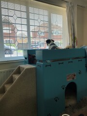 Does anyone's dog look through window 