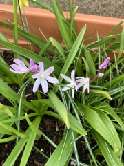 Spring and Summer Bulbs 2023
