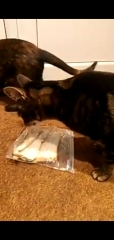 Cats insatiable appetite - help and also some support 