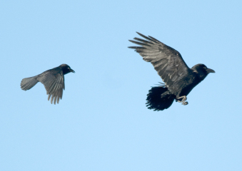 A question about Corvids