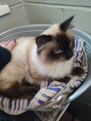 Adopting a rescue ragdoll