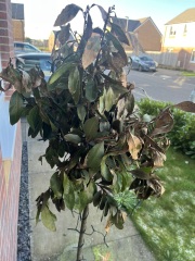 Bay trees