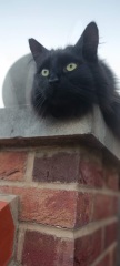 Cats used to be worshiped as Gods...