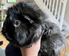 A genuine Guinea pig thread!!! 