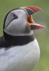 A question about Corvids