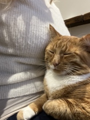 What has your experience of ginger  cats been ? 