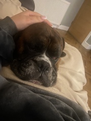 Put me off getting a boxer puppy! 