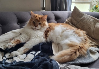 What has your experience of ginger  cats been ? 