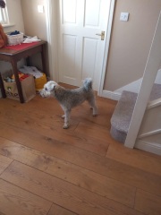 What breed is this little dog?