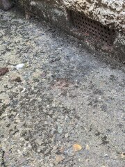 Damp bungalow wall