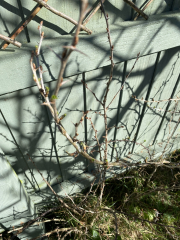 What do your gooseberry plants look like now?