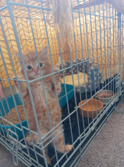 Help name my new kitten
