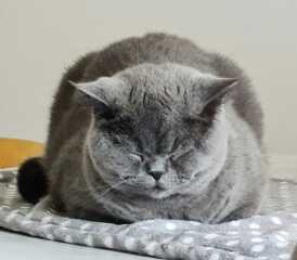 Hundreds of cats, thousands of cats, millions and billions and trillions of cats