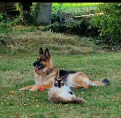 Adopting a rescue ragdoll