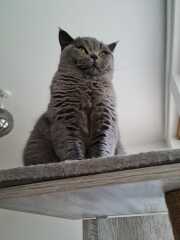 Thug cat part 5 - For he will not do destruction, if he is well-fed, neither will he spit without provocation.