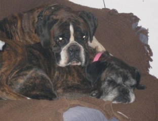 Put me off getting a boxer puppy! 