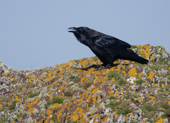 A question about Corvids