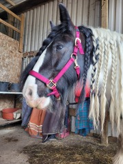 I bought a pony!!!