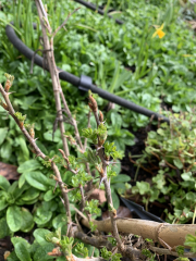 What do your gooseberry plants look like now?