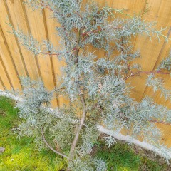 What is this conifer?