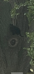 Am I the only person who does not assume a cat is lost if I see one in my garden?